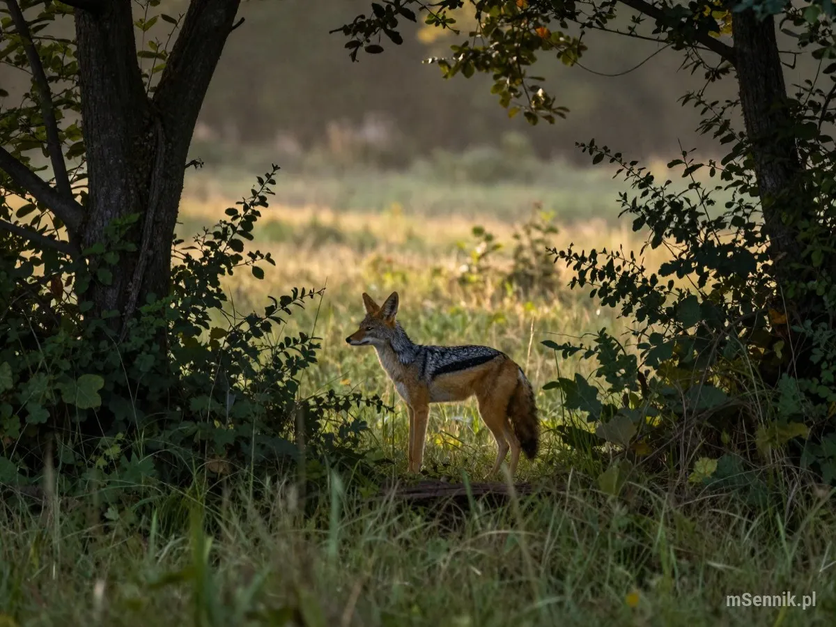 Interpretacja snu: Szakal - scenariusz z życia codziennego