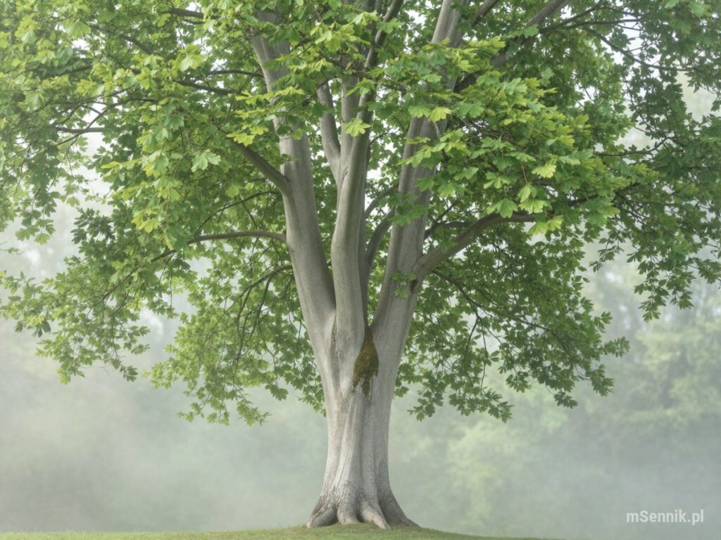 Sennik Buk (Drzewo) - znaczenie snu